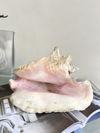 Grote oude schelp