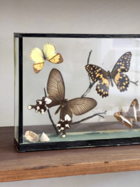 Butterfly vitrine