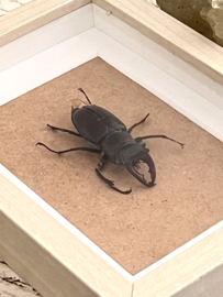 Geprepareerd insect