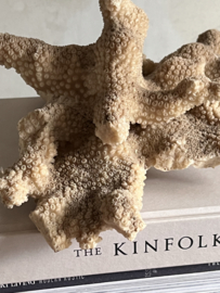 Unique huge coral piece
