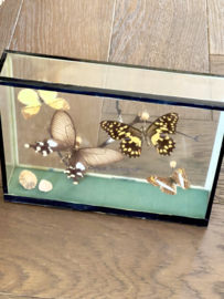 Butterfly vitrine