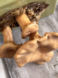 Vintage educative mushroom Cantharel