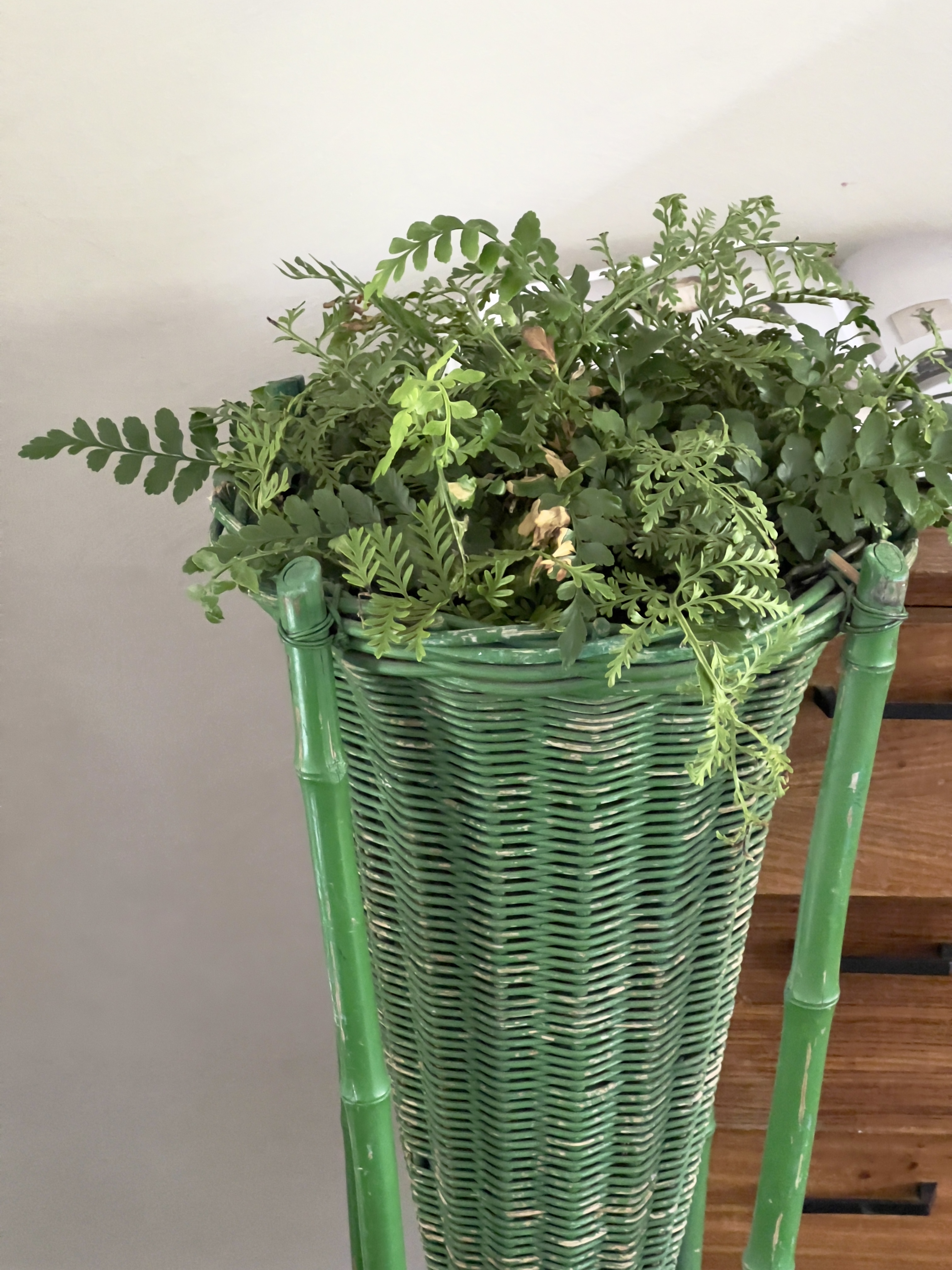 Oude planten standaard