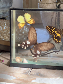 Old butterfly vitrine