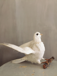 White dove