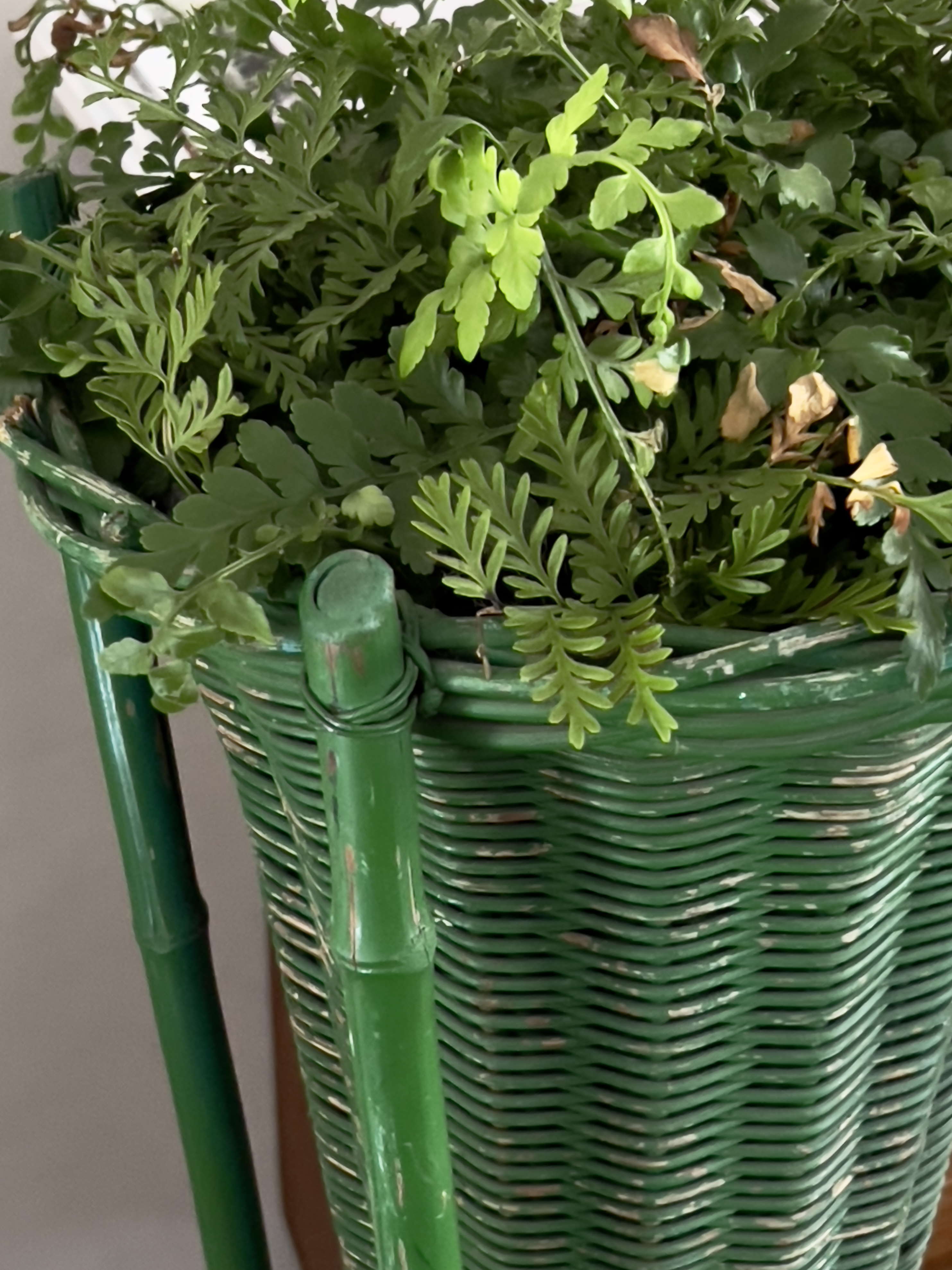Oude planten standaard