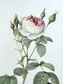 Redouté Roses