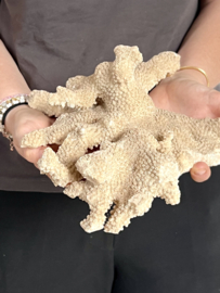 Old huge piece of coral