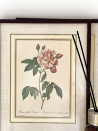 Ingelijste Redouté Rose prent