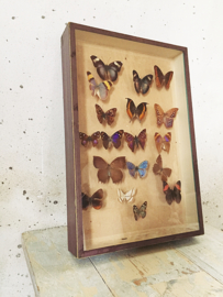 Butterfly vitrine