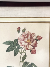 Ingelijste Redouté Rose prent