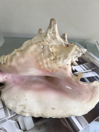 Large old shell