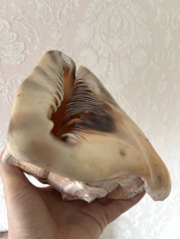 Big old sea shell