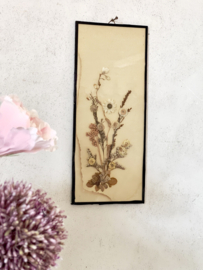 Vintage: old framed dried flowers