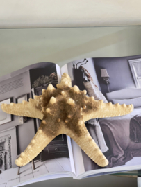 Natural dried sea star