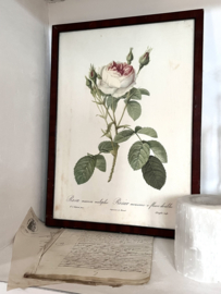 Redouté Roses