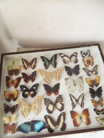Grootse vlindervitrine/ huge butterfly display