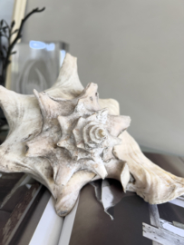 Large old shell