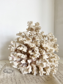 Beautiful old piece of coral