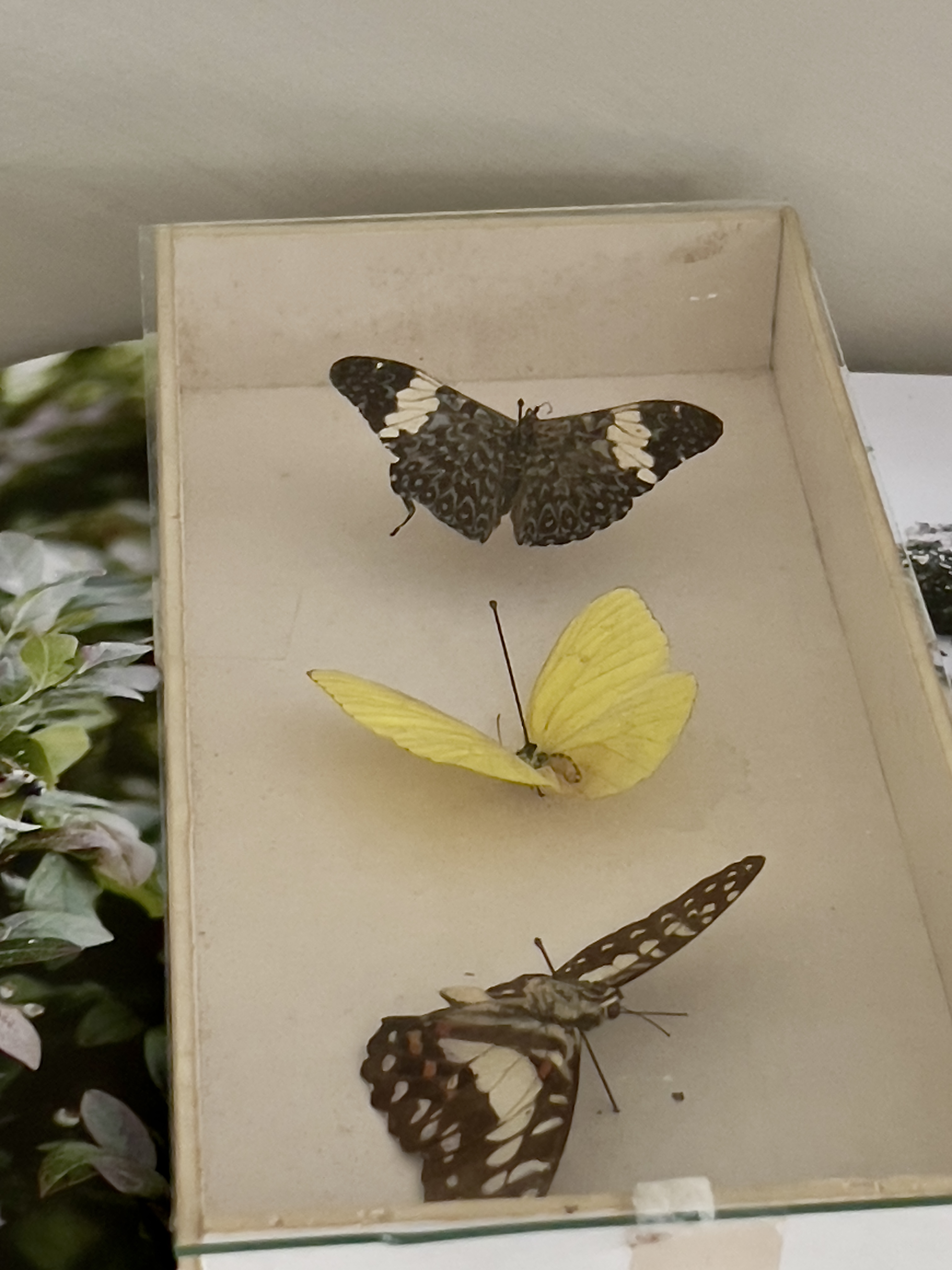 Oude vlinder vitrine