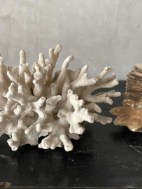 Prachtig stuk oud koraal
