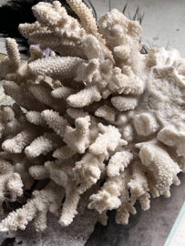 Groot stuk oud koraal