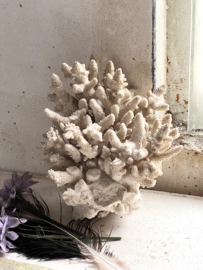 Big old piece of coral