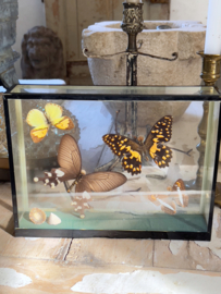 Old butterfly vitrine