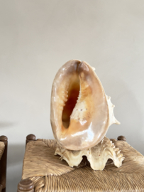 Cassis Cornuta helmschelp ornament