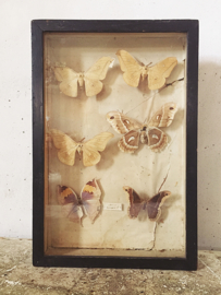 Antieke vlinder vitrine/ Antique butterfly vitrine