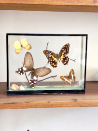 Butterfly vitrine