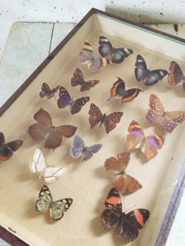 Butterfly vitrine