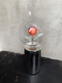 Small lamp rose