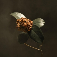 St. Paul & The Broken Bon Young Sick Camellia LP
