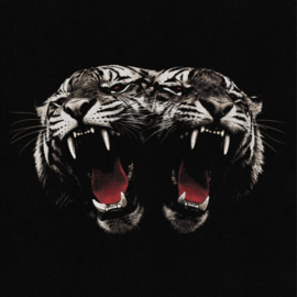 Royal Blood Dead Company LP