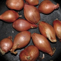Ty Segall Fried Shallots LP