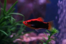 Xipho. Maculatus  Tuxedo/ Platy Tuxedo