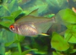 Hyphessobrycon pulchripinnis  /  Citroentetra