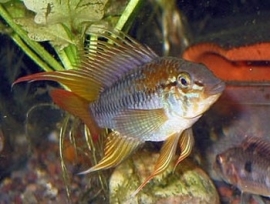 Apistogramma macmasteri / dwerg cichlide