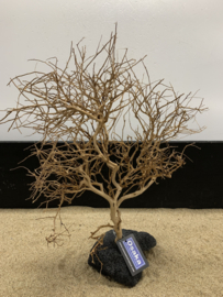 Osaka Bonsai Tree nr 17 - 43x15x55cm - aquascaping boom