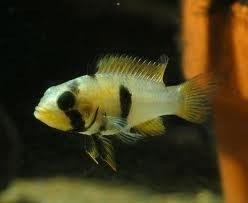 Apistogramma Panduro / Dwerg cichlide