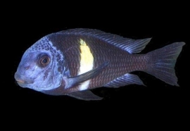 Tropheus Duboisi / Tanganyika Cichlide