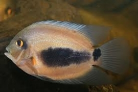 Uaru Amphiacanthoides