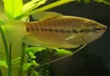 Trichopodus Pectoralis/ Gewone Draadgourami