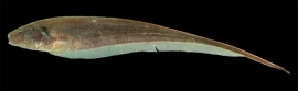 Sternopygus macrurus/ Goudenlijn mesvis