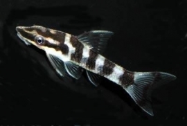 Otocinclus Cocama / Dwerg algeneter, Otocinclus zebra