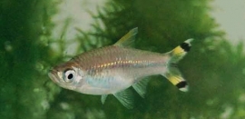 rasbora trillineata / knipstaart