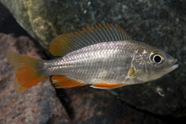 Haplochromis Borleyi Red Fin / Copadichromis Borleyi Red Fin