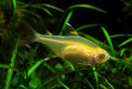 pristella maxillaris / Stervlekzalm Gold