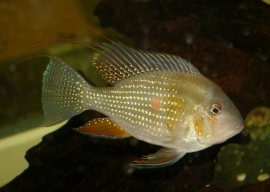 Acarichthys Heckelii /Heckeli cichlide